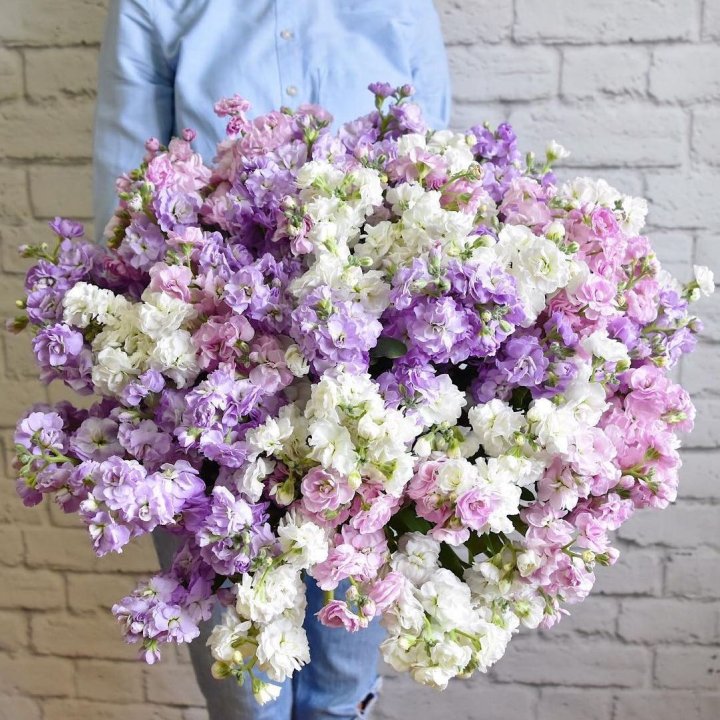 Облако маттиол в Челябинске