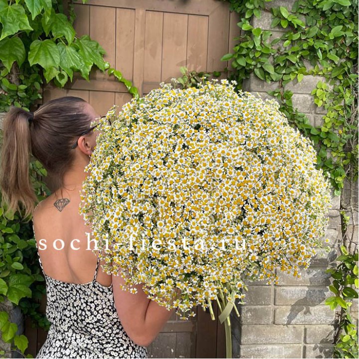 101 ромашка в Челябинске