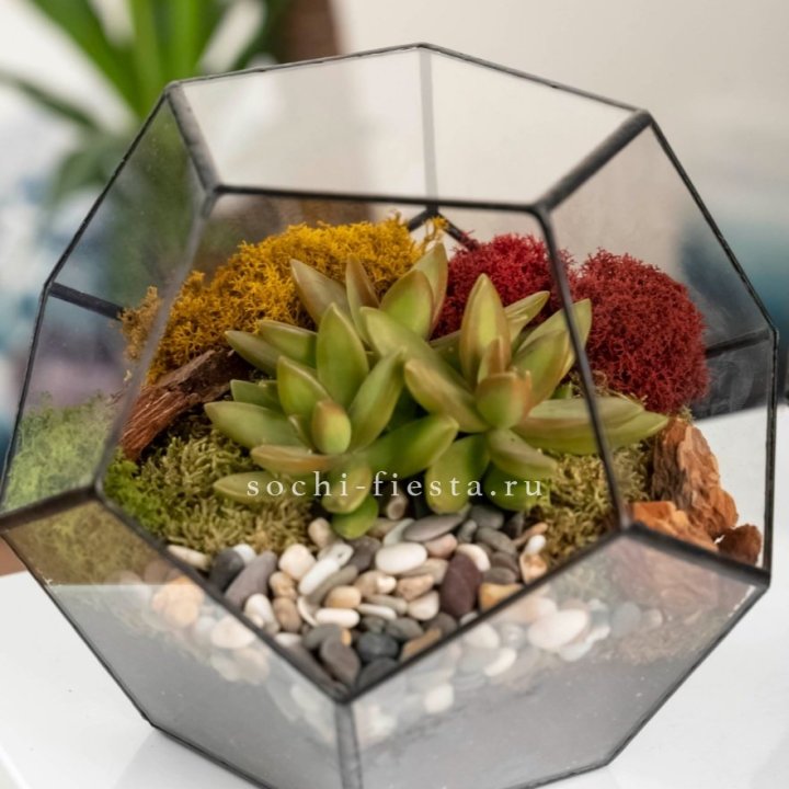 Флорариум “Додекаэдр” с суккулентом Седум в Челябинске