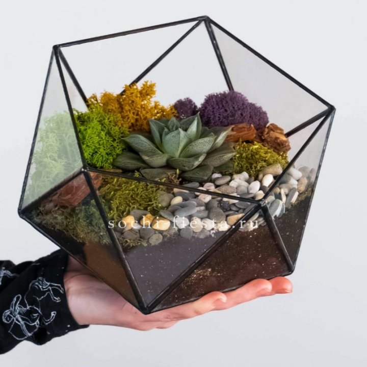 Флорариум “Икосаэдр” с суккулентом Каменная Роза в Челябинске