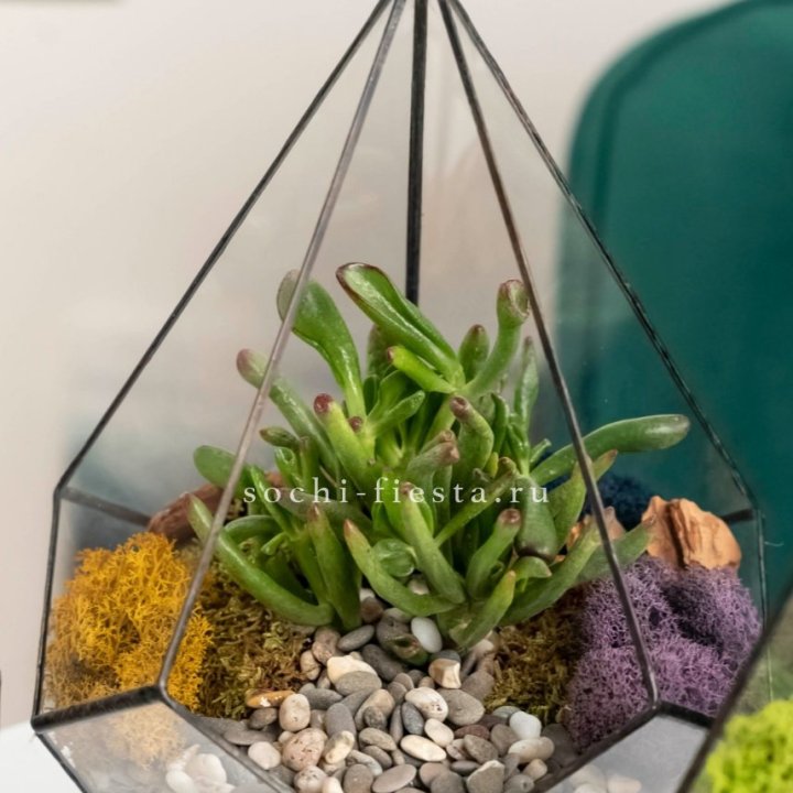 Флорариум “Капля” с суккулентом Крассула Хоббит в Челябинске
