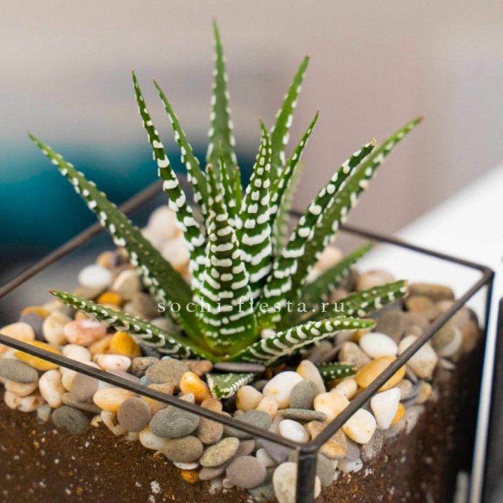 Флорариум Кубик с суккулентом Хавортия в Челябинске