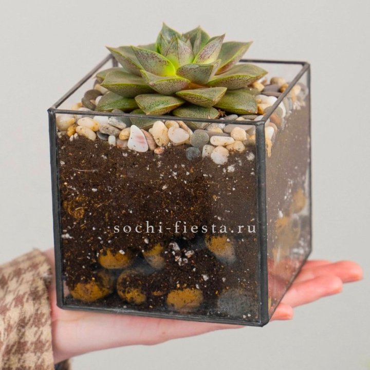 Флорариум Кубик с суккулентом Каменная роза в Челябинске