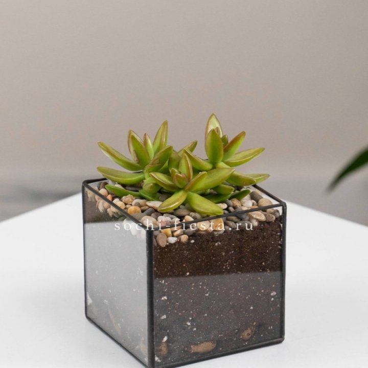 Флорариум Кубик с суккулентом Седум в Челябинске
