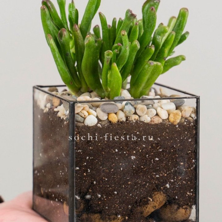 Флорариум Кубик с суккулентом Хоббит в Челябинске