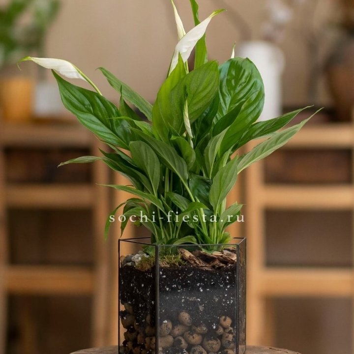 Спатифиллум в кашпо Пятиугольник в Челябинске