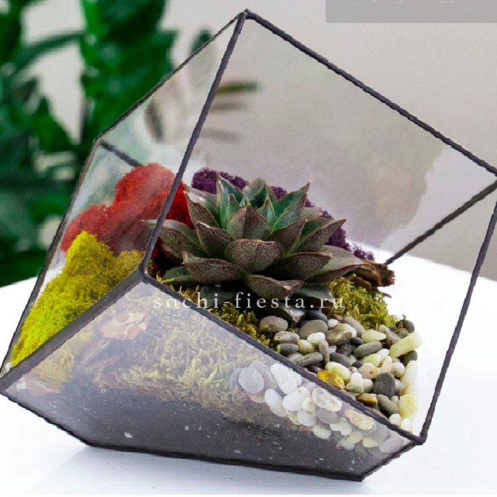 Флорариум Куб усеченный с суккулентом Каменная роза в Челябинске