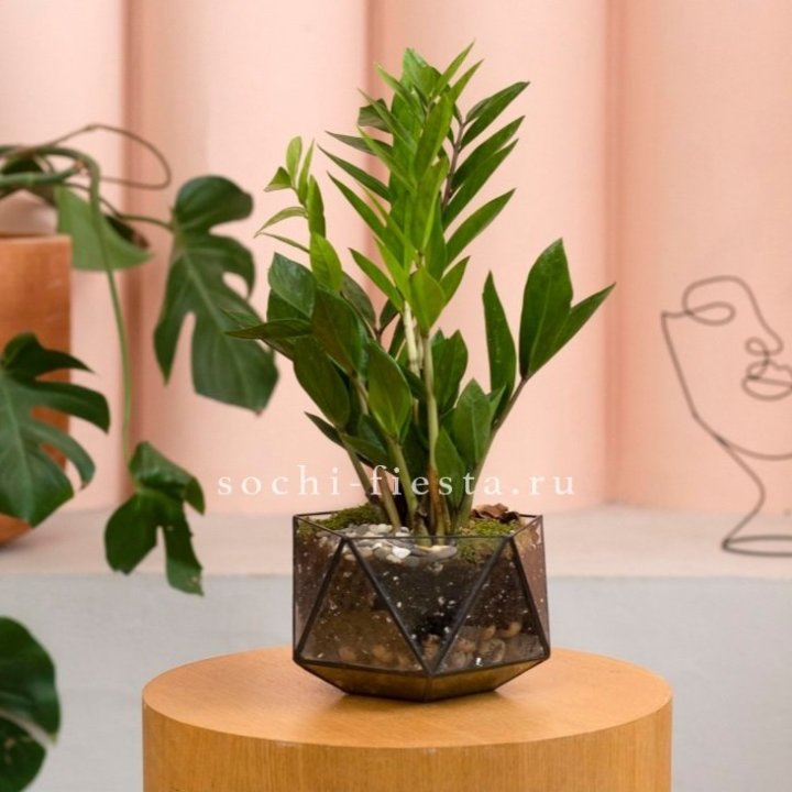 Замиокулькас в кашпо Икосаедр в Челябинске