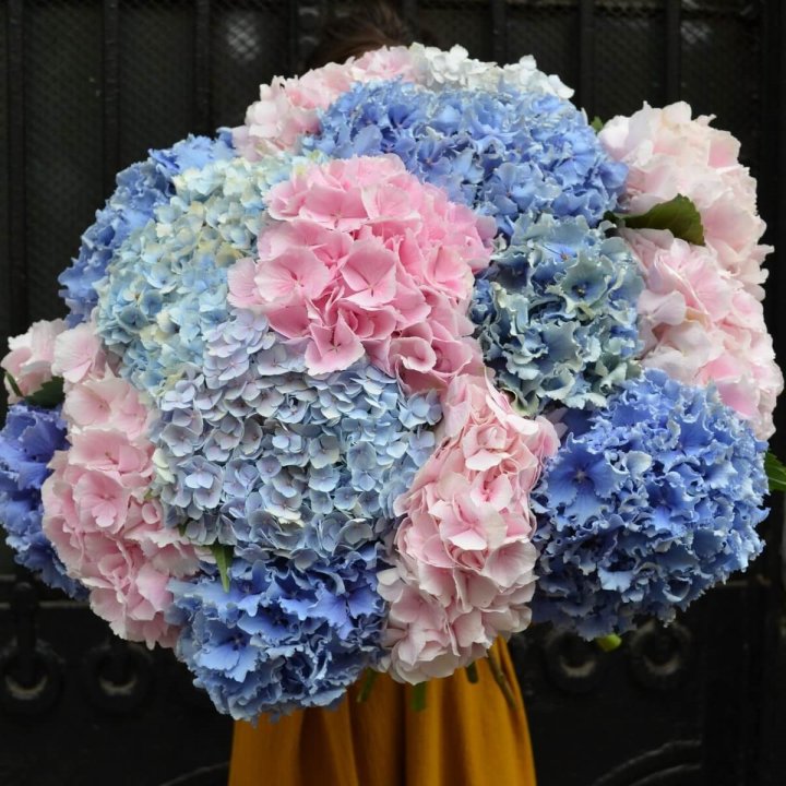 Букет гортензий "Фонтан" в Челябинске