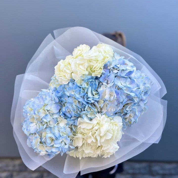 5 бело-голубых гортензий в Челябинске