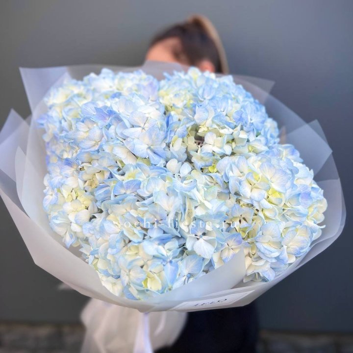 5 голубых гортензий в Челябинске