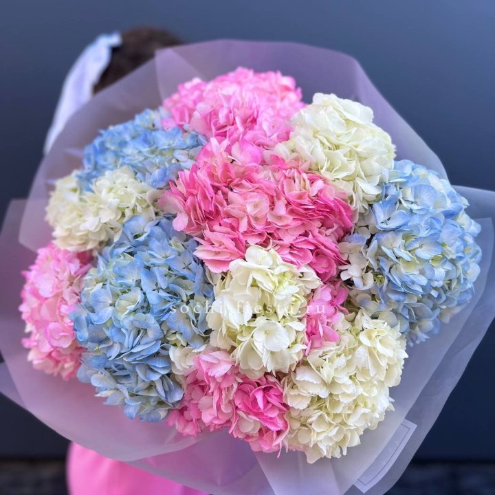 11 гортензий микс в Челябинске