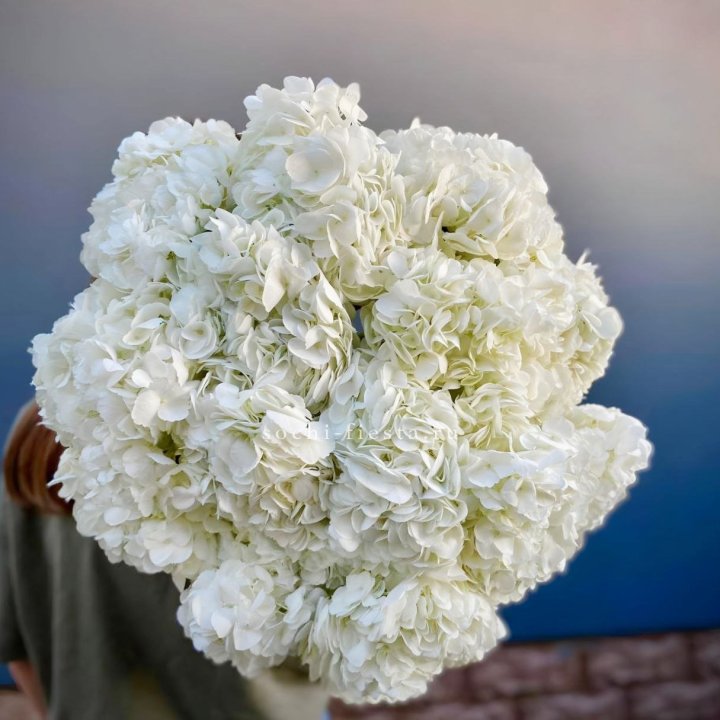 Охапка белой гортензии в Челябинске