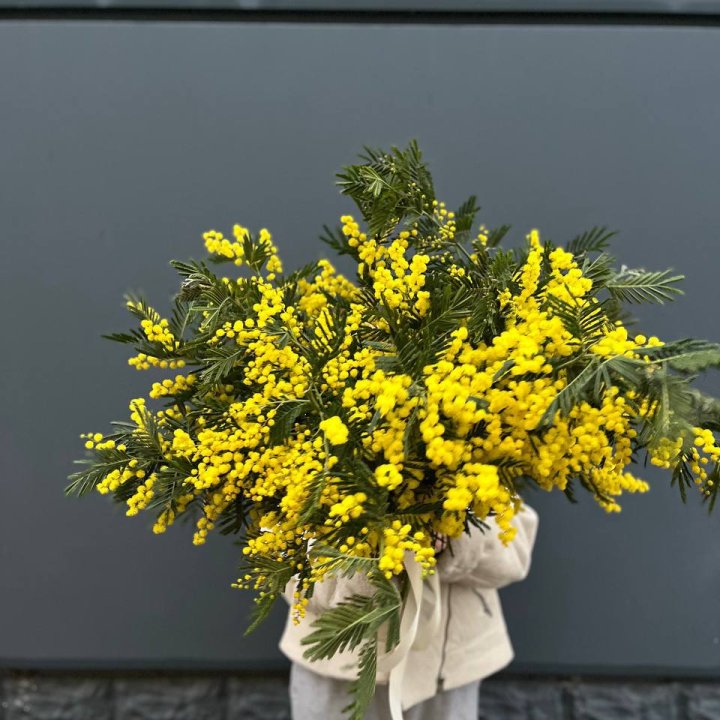 Охопка мимозы в Челябинске