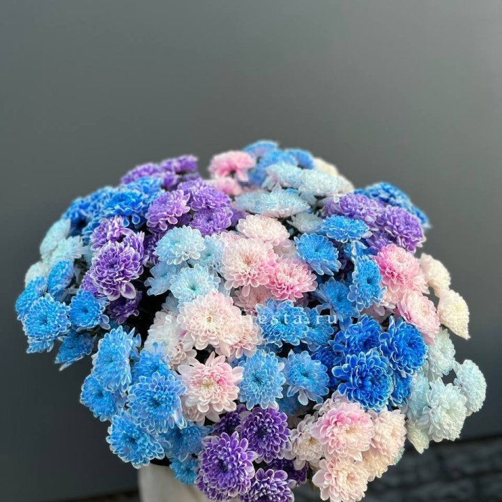 25 цветных хризантем в Челябинске